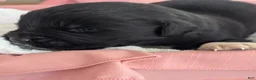 Newfoundland dogs for sale: Newfoundland Puppy 4 - Ad 3