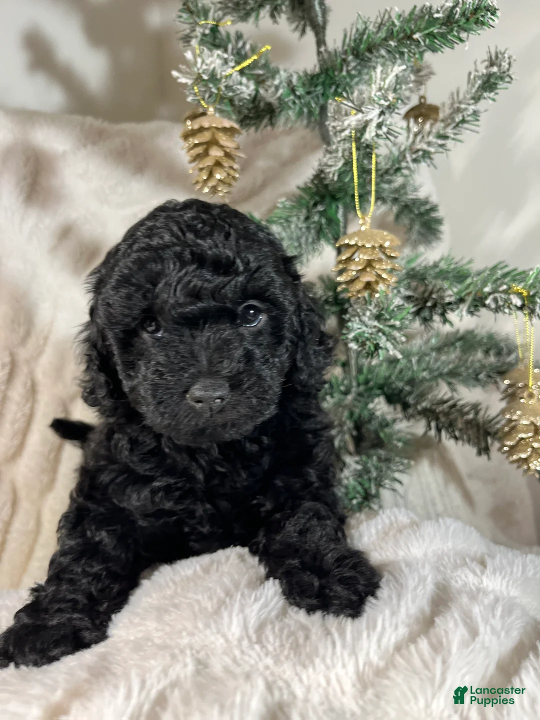 Yorkiepoo dogs for sale: Coco - Ad 4