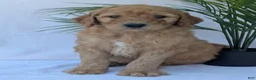 Goldendoodle dogs for sale: Charlie  - Ad 20