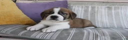 Saint Bernard dogs for sale: Mason - Ad 4