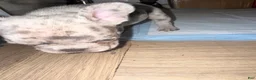 French Bulldog dogs for sale: French Bulldog 3 - Ad 2