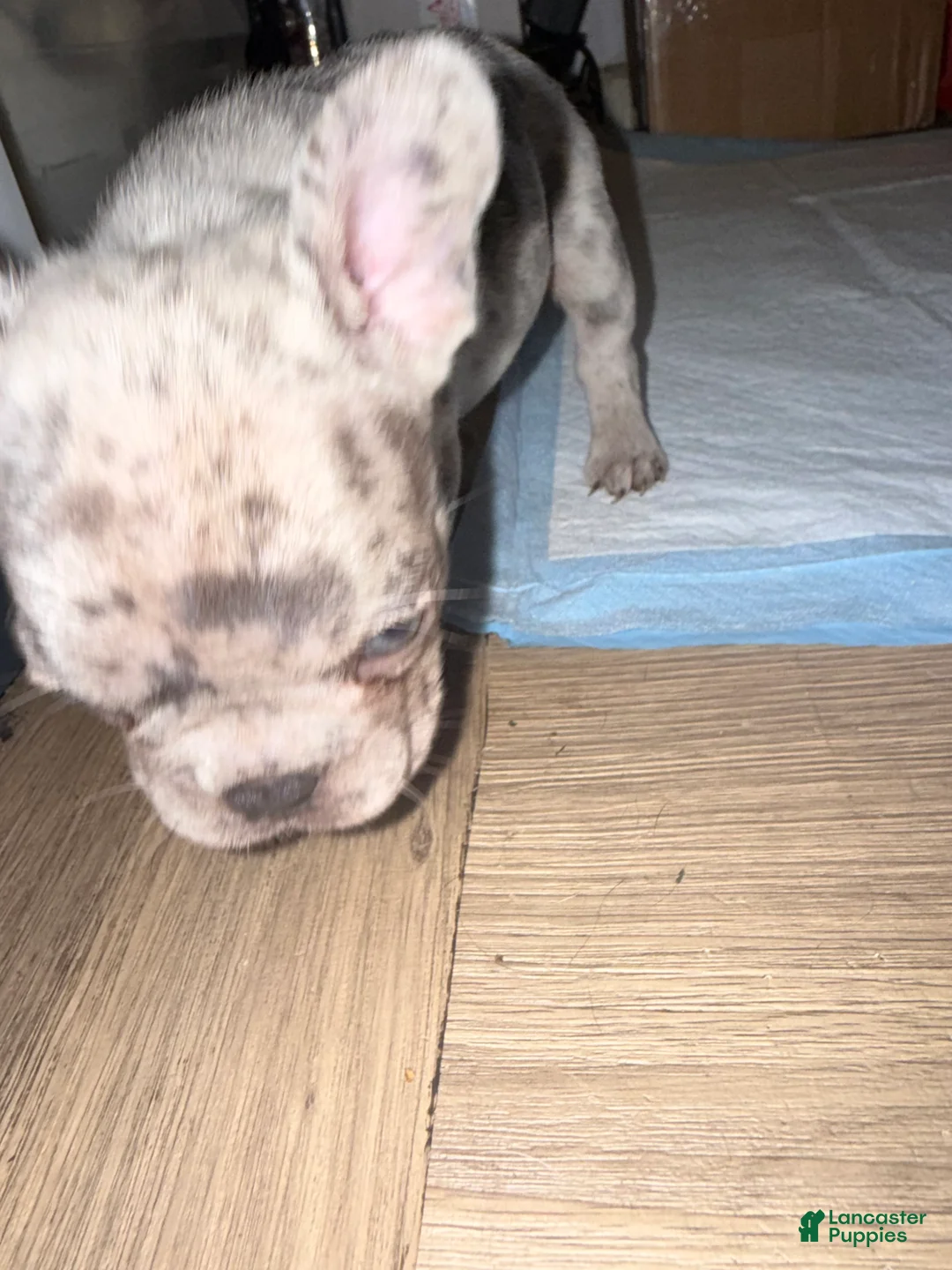 French Bulldog dogs for sale: French Bulldog 3 - Ad 2