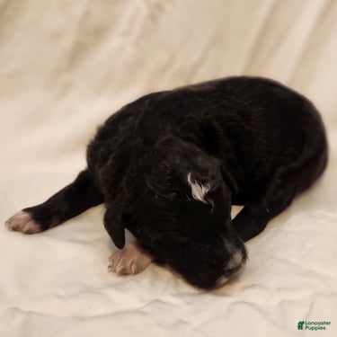 Mini Aussiedoodle dogs for sale: Stella_Female Tuxedo - Ad 1