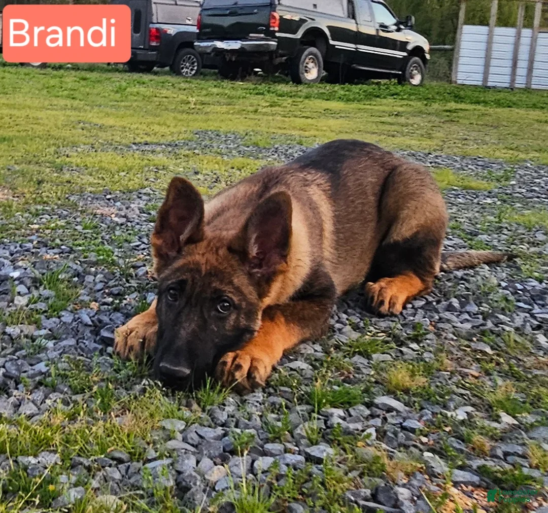 German Shepherd dogs for sale: Brandi  - Ad 3