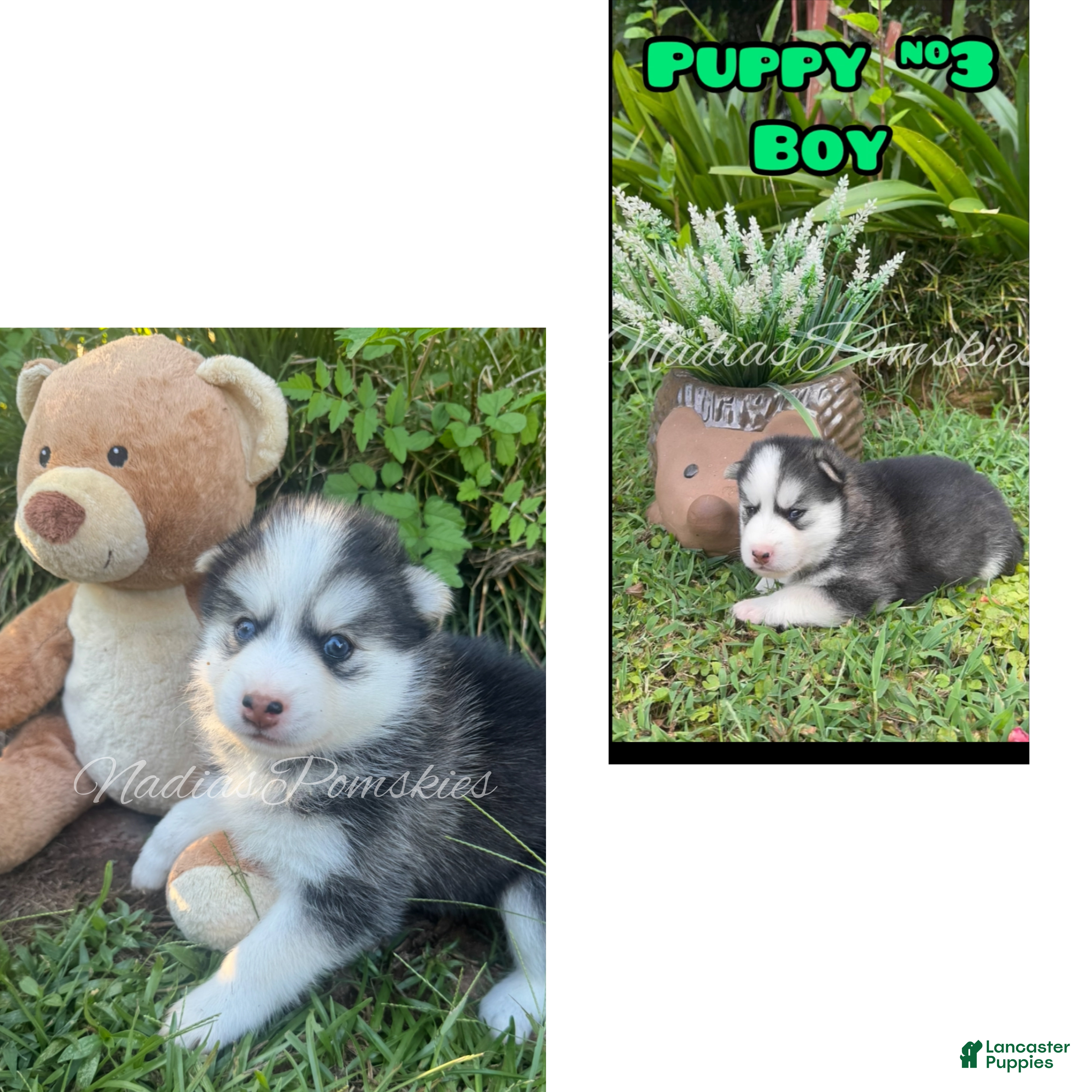 Pomsky dogs Pomsky 3- Boy - Ad 1