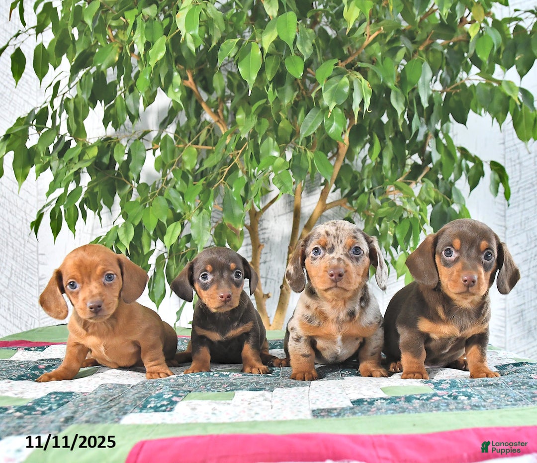 Miniature Dachshund dogs for sale: Bobby - Ad 5