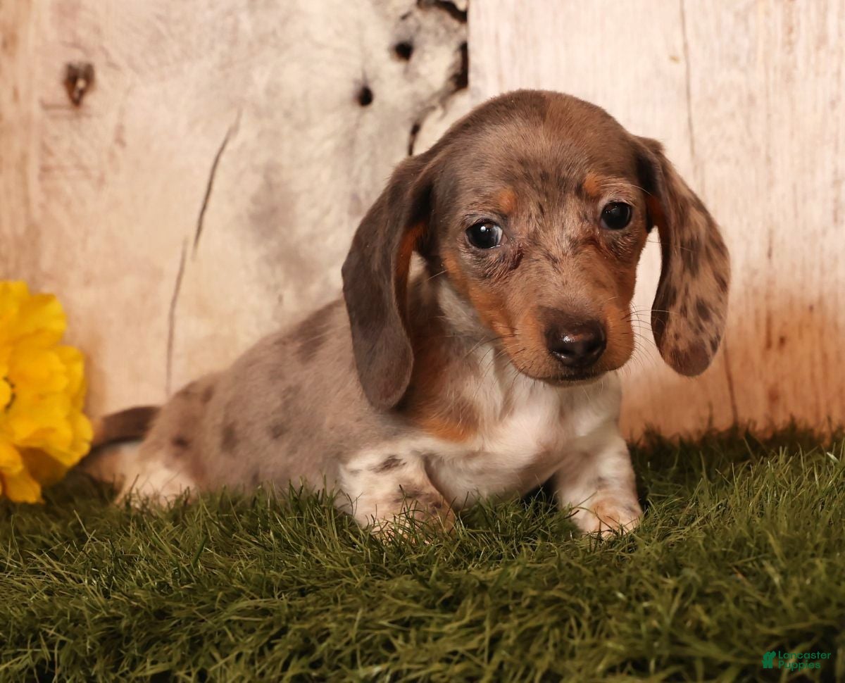 Miniature Dachshund dogs Mason - Ad 2