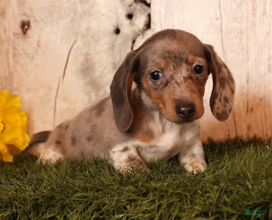 Miniature Dachshund dogs for sale: Mason - Ad 2