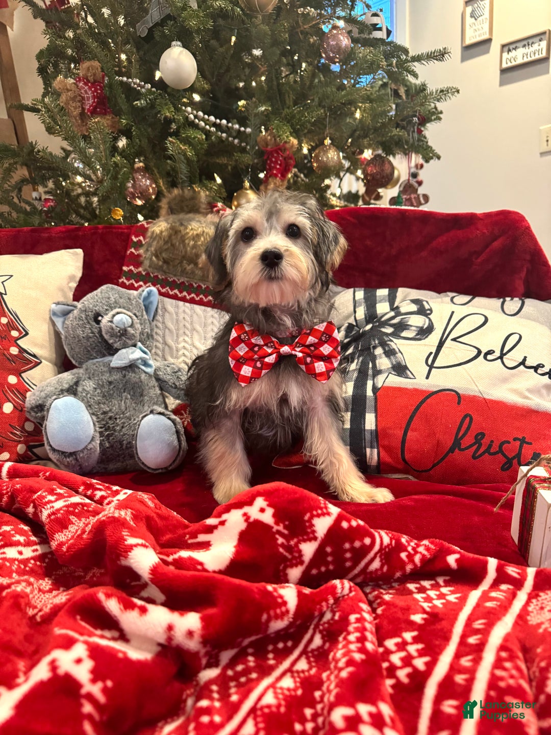 Yorkiepoo dogs for sale: Yorkiepoo Puppy 2 - Ad 3