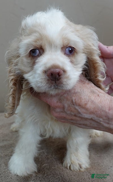 Cocker Spaniel dogs Vet checked perfect  - Ad 1