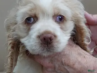 Cocker Spaniel dogs Vet checked perfect - Ad 1