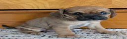 Puggle dogs for sale: Kenzie  - Ad 16