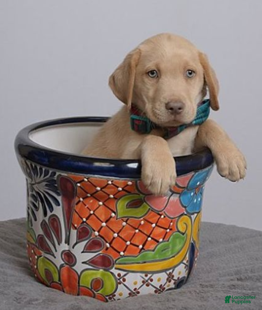 Labrador Retriever dogs for sale: Labrador Retriever Puppy 5 - Ad 24