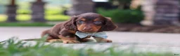 Miniature Dachshund dogs for sale: Everett - Ad 6