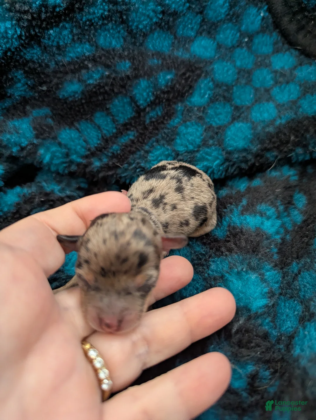 Chihuahua dogs for sale: Sammie - Ad 1