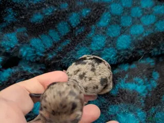 Chihuahua dogs Sammie - Ad 8