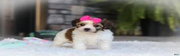 Cavachon dogs for sale: Aspen - Ad 10