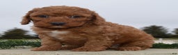 Irish Doodle dogs for sale: Mini Ivan - Ad 16
