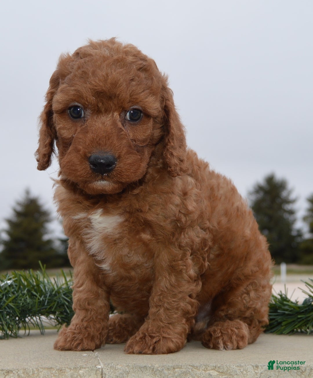 Irish Doodle dogs for sale: Mini Ivan - Ad 16