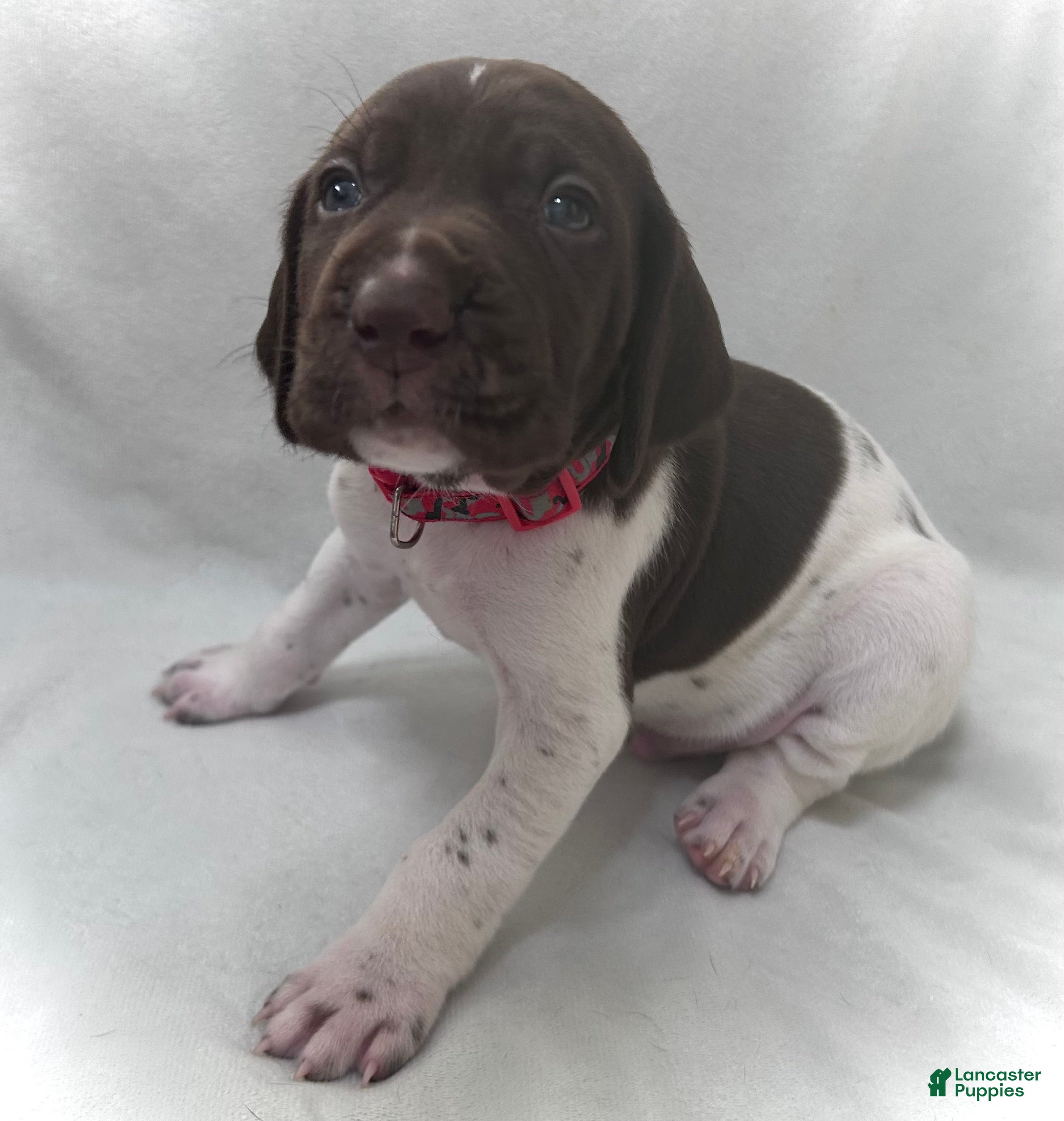 German Shorthaired Pointer dogs Zion - Ad 35