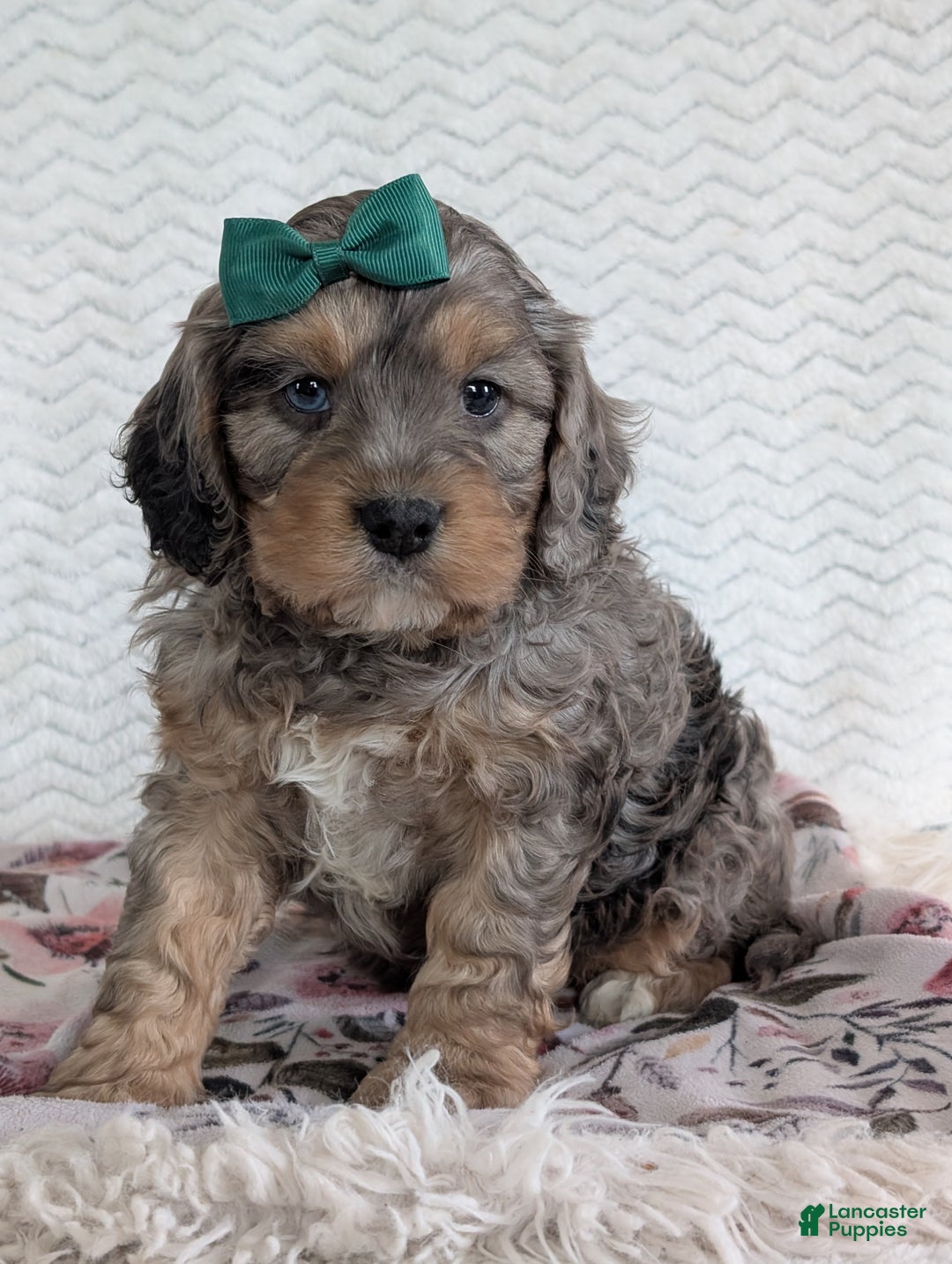 Cavapoo dogs for sale: Mickie - Ad 3