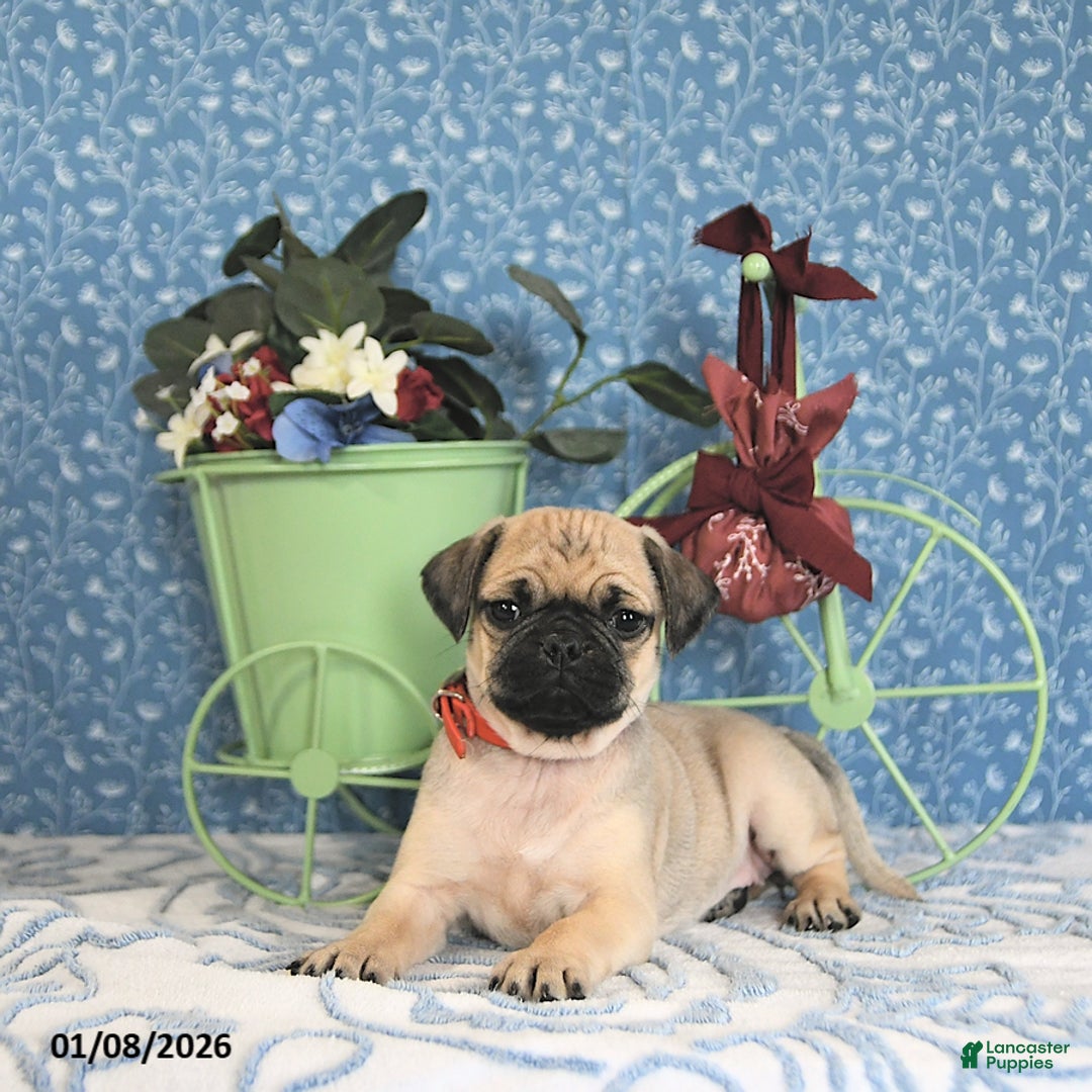Pug dogs for sale: Lulu - Ad 4