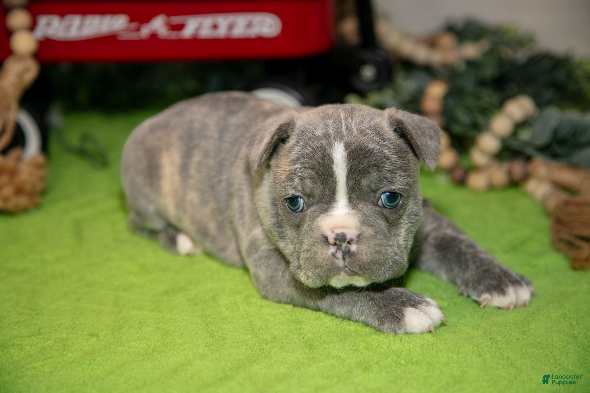 Frenchton dogs Vincent - Ad 2