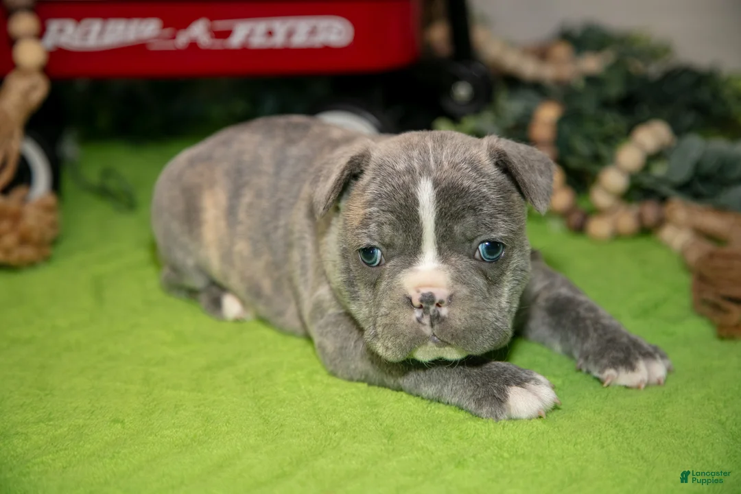 Frenchton dogs for sale: Vincent - Ad 2