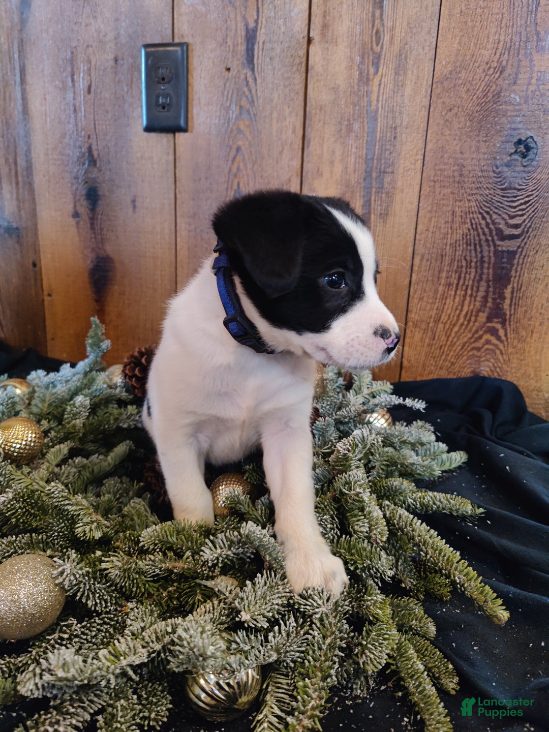 Mixed Breed dogs for sale: Washington  - Ad 1