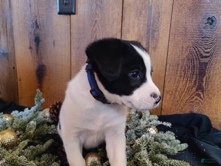 Mixed Breed dogs Washington - Ad 4