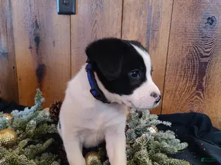 Mixed Breed dogs Washington - Ad 5