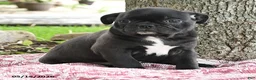 Mixed Breed dogs for sale: Helen - Ad 2