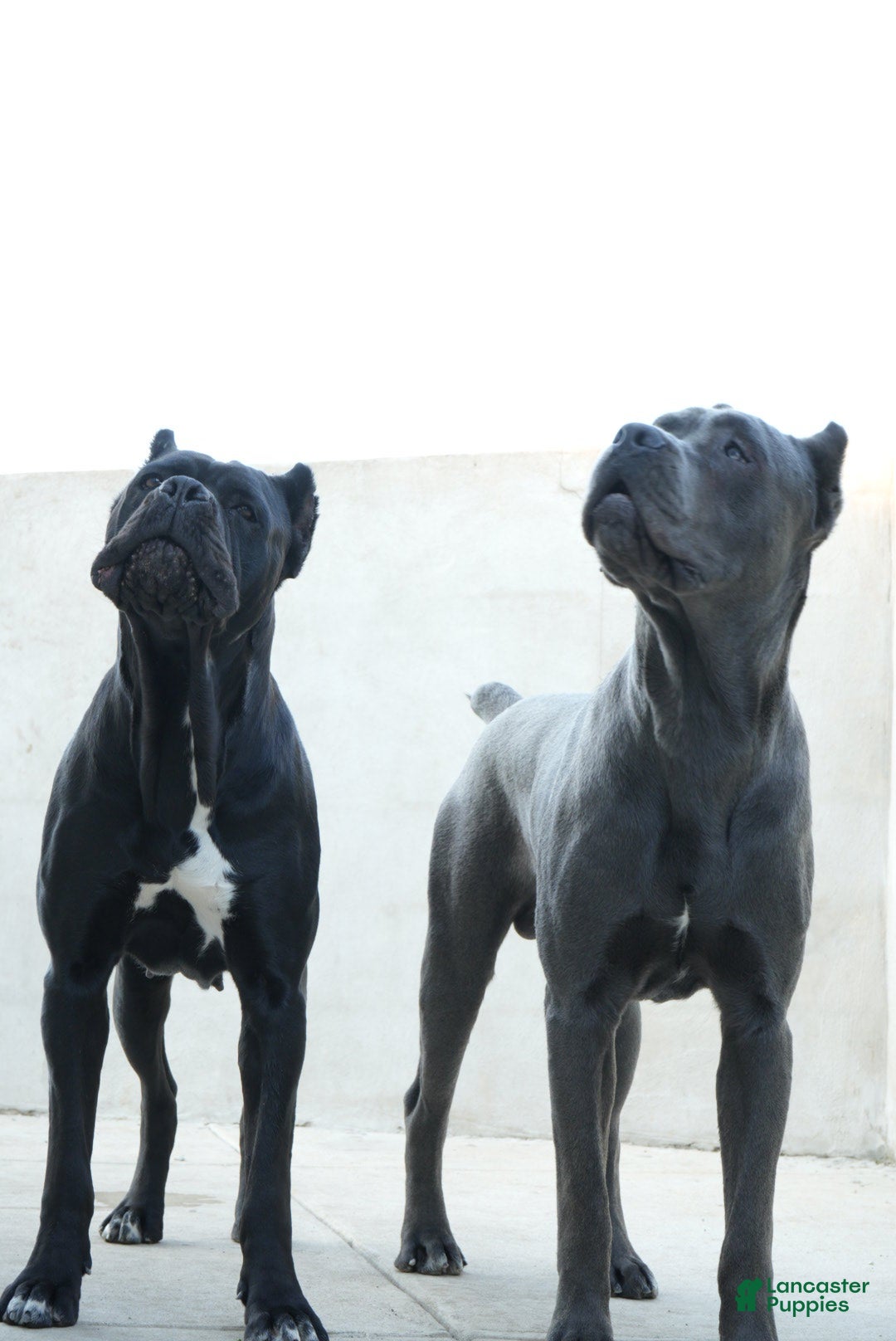 Cane Corso dogs for sale: Onyx - Ad 5