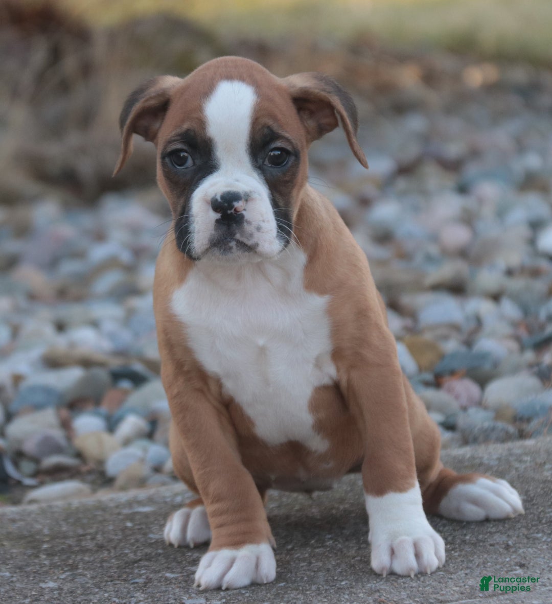 Boxer dogs for sale: Elsie - Ad 4