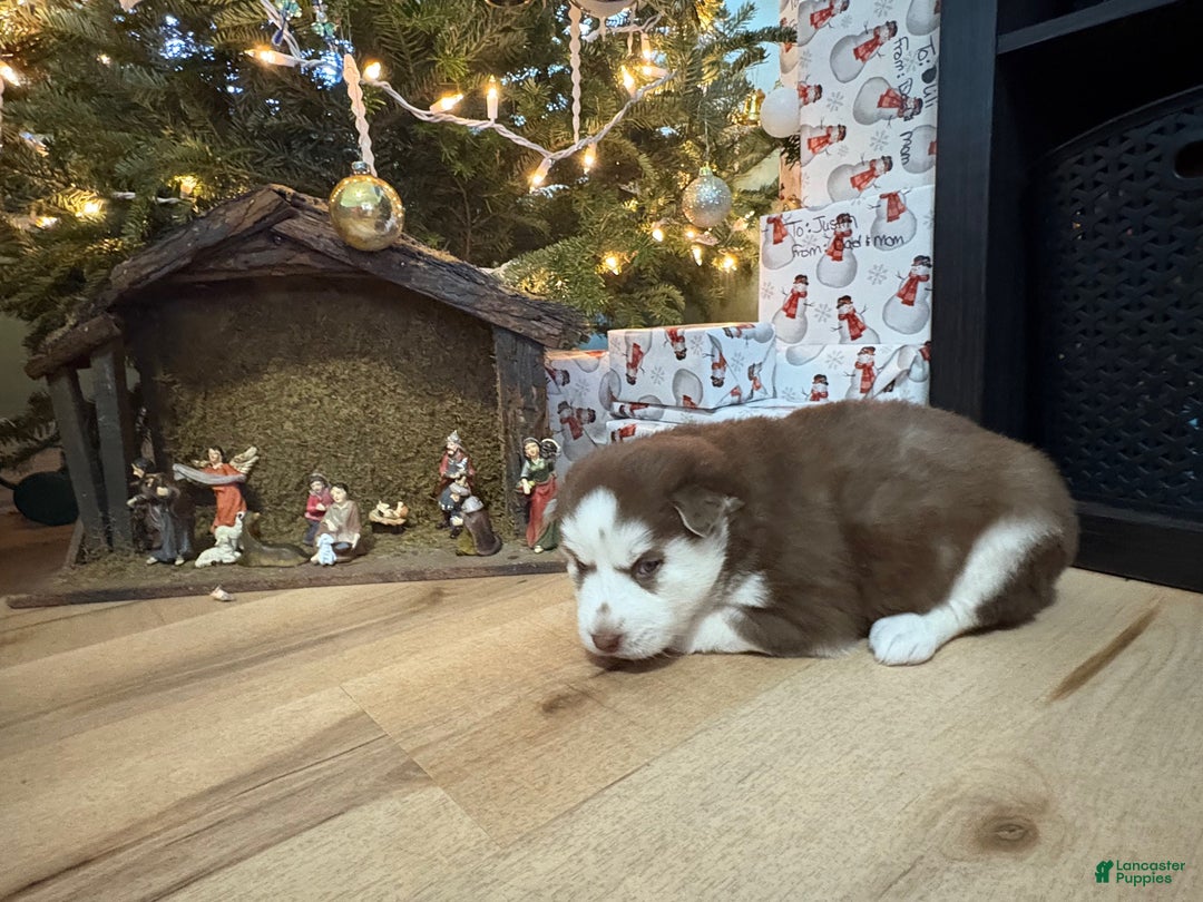 Mixed Breed dogs for sale: Sally - Ad 6