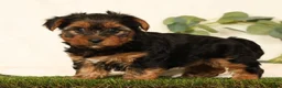Yorkshire Terrier dogs for sale: Brandy - Ad 5