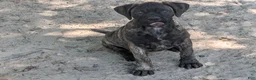 Bullmastiff dogs for sale: Bullmastiff Puppy 5 - Ad 6