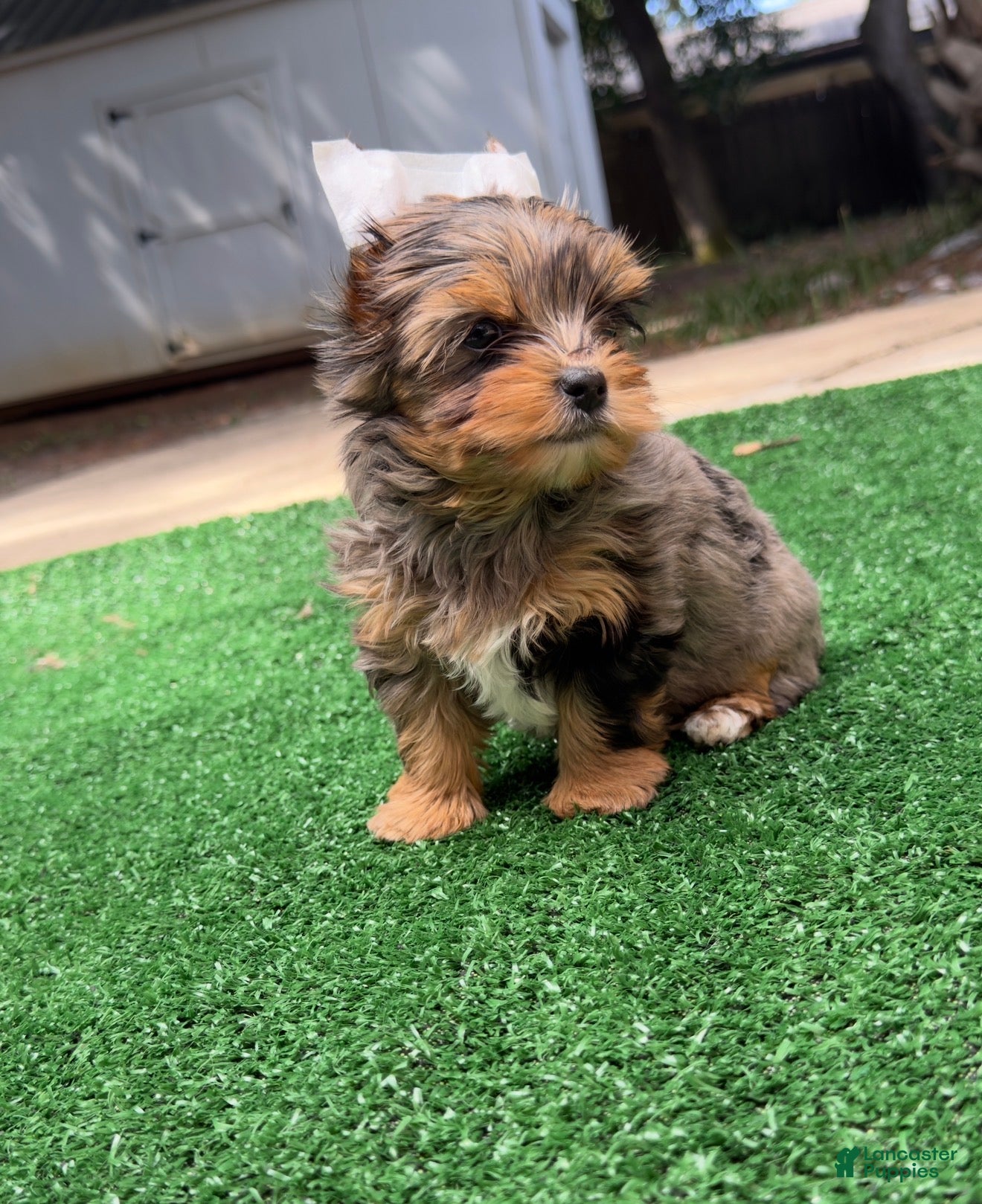 Yorkshire Terrier dogs Rayne  - Ad 1