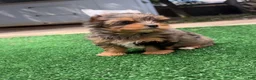 Yorkshire Terrier dogs for sale: Rayne  - Ad 1