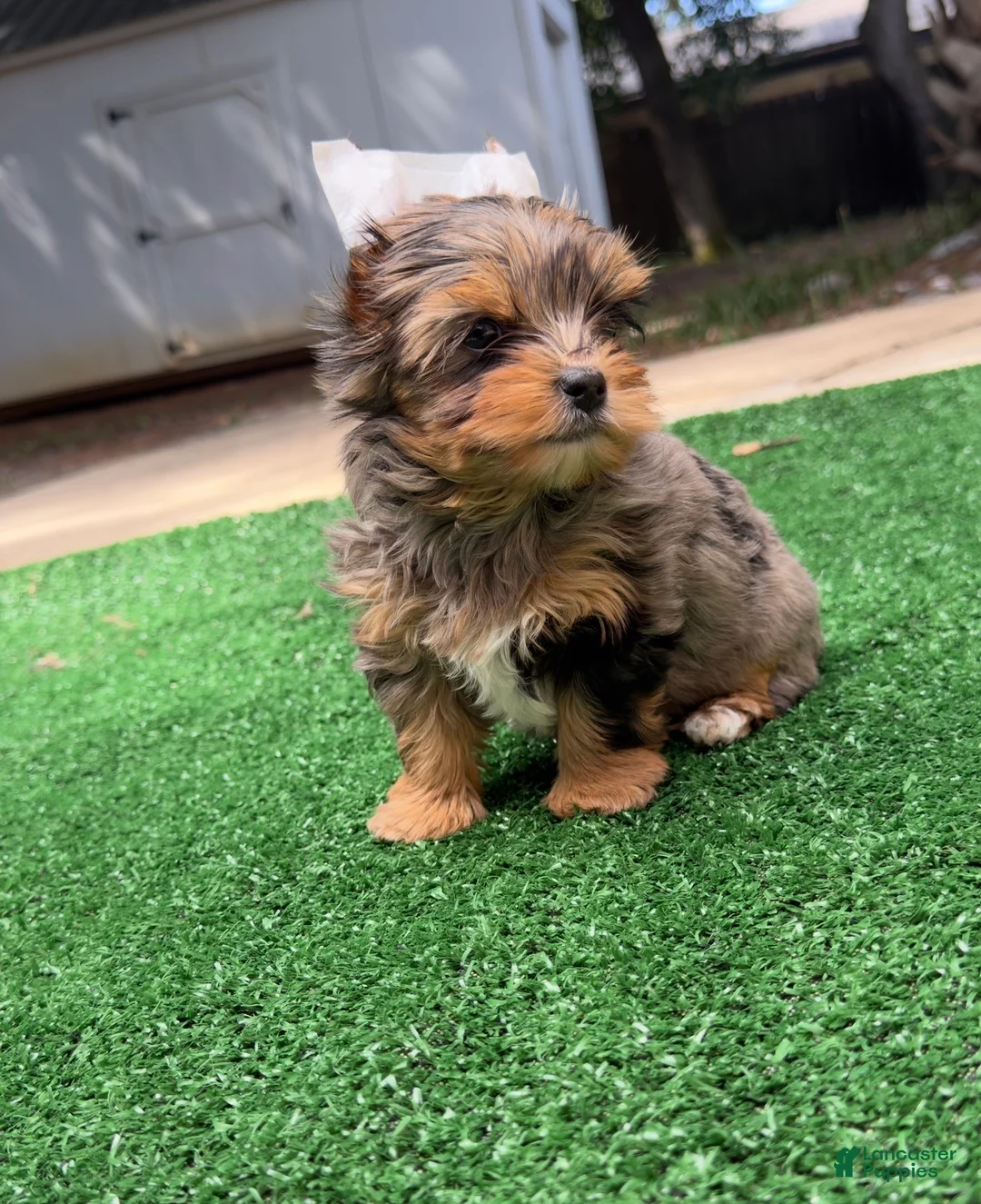 Yorkshire Terrier dogs for sale: Rayne  - Ad 1