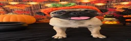 Pug dogs for sale: Pug 1 - Ad 4