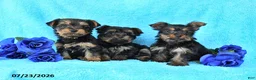 Yorkshire Terrier dogs for sale: James   - Ad 3