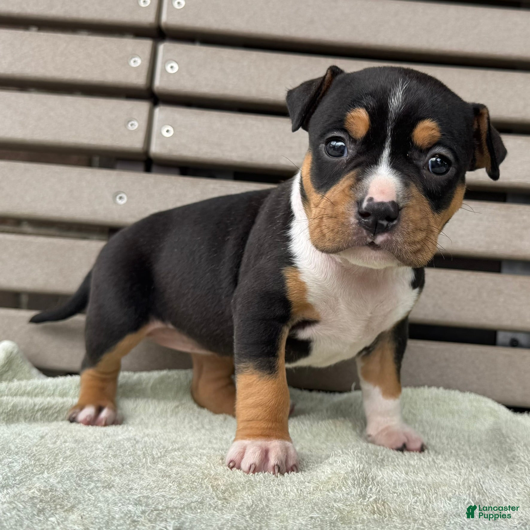 American Bully dogs Gemma - Ad 2