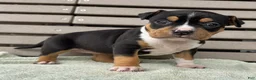 American Bully dogs for sale: Gemma - Ad 2