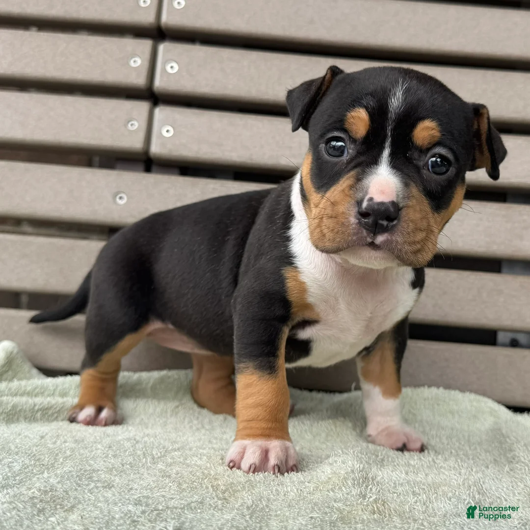 American Bully dogs for sale: Gemma - Ad 2