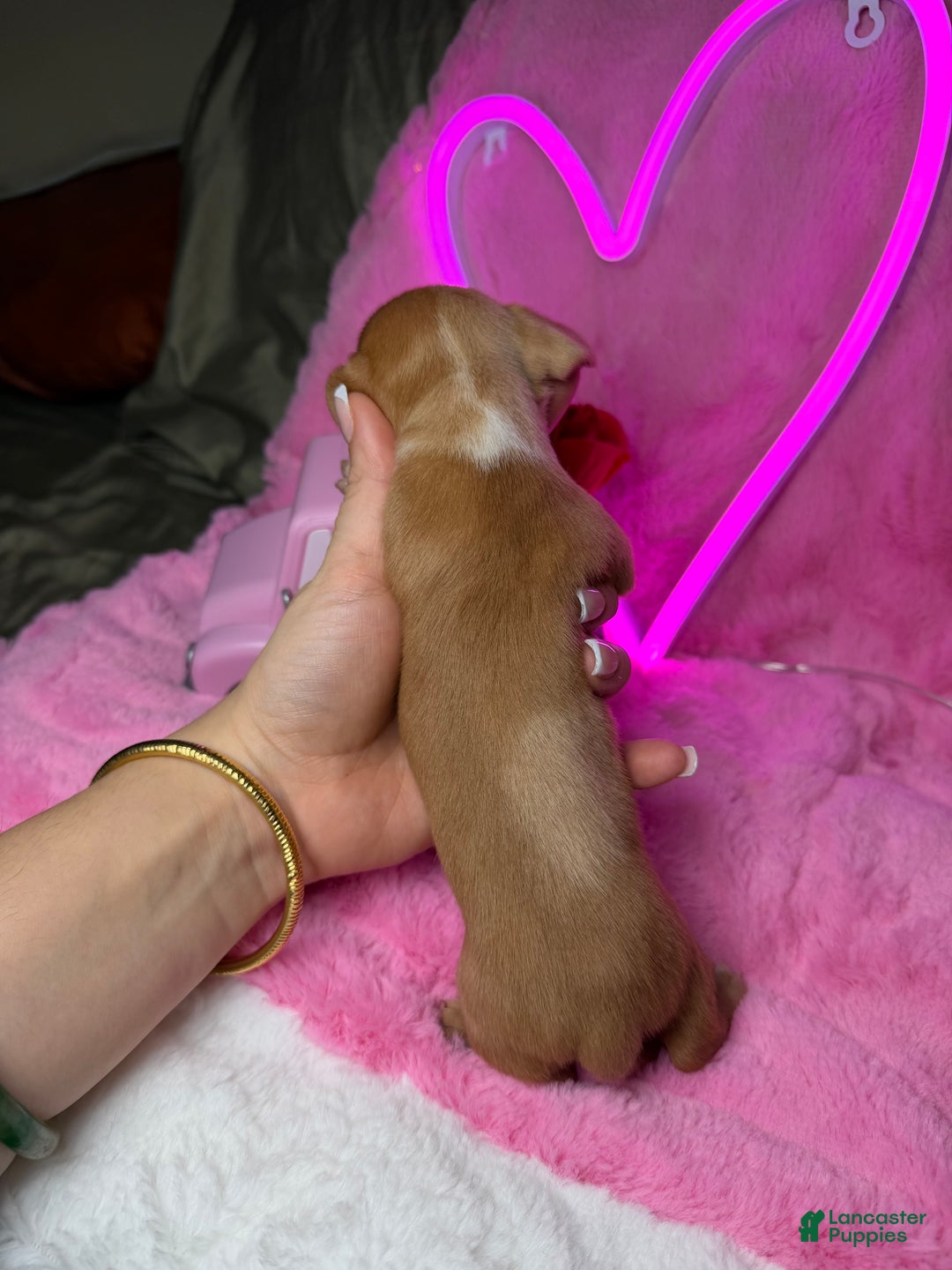 Miniature Dachshund dogs for sale: Miniature Dachshund Puppy 3 - Ad 2