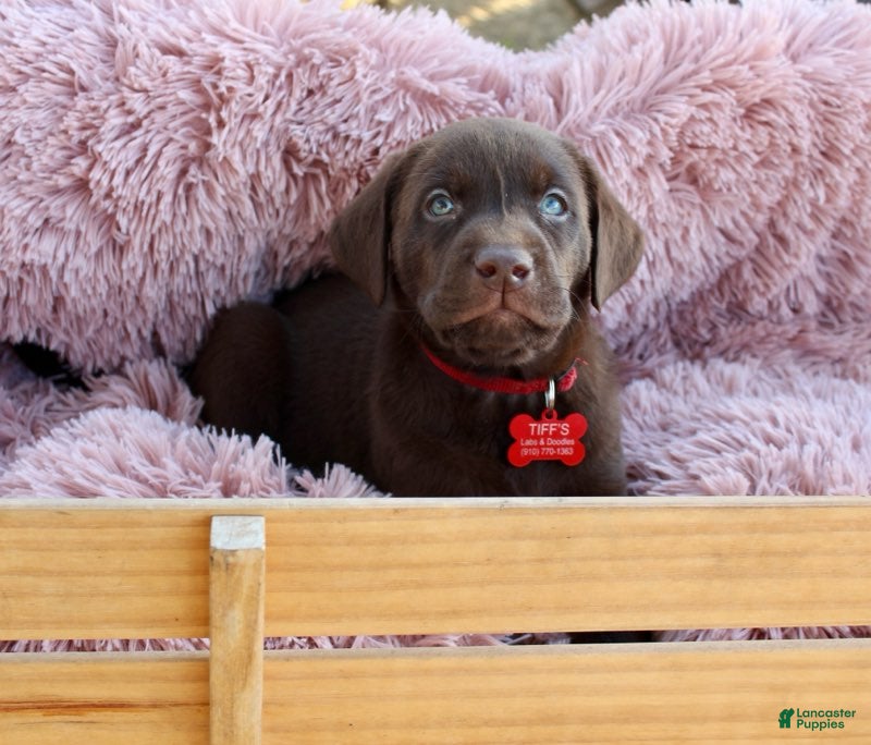 Labrador Retriever dogs Red Collar - Ad 2