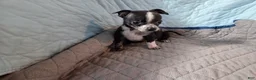 Chihuahua dogs for sale: Chihuahua 1 - Ad 5