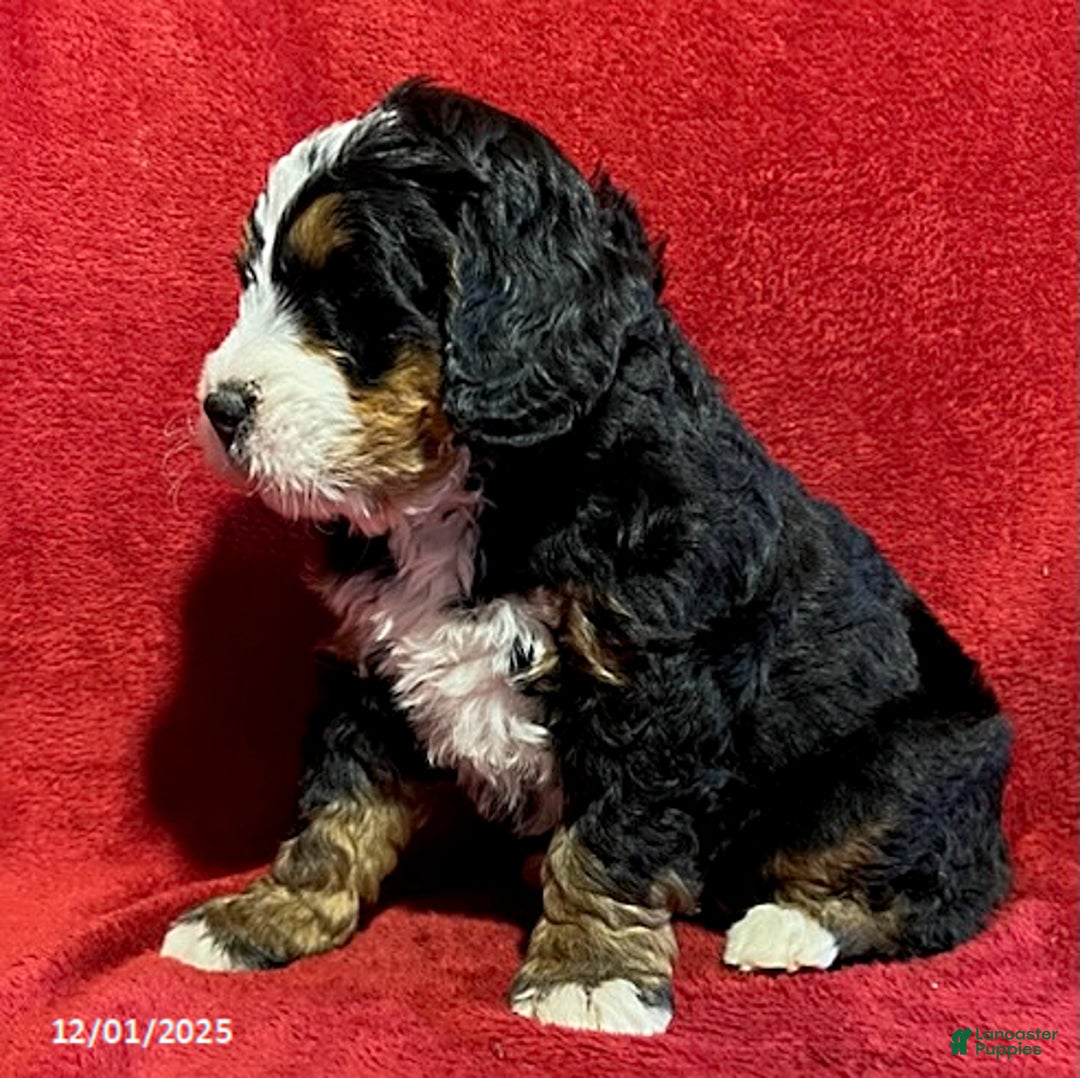 Mini Bernedoodle dogs for sale: Lilly - Ad 4