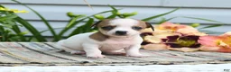Chiweenie dogs for sale: Adora - Ad 2